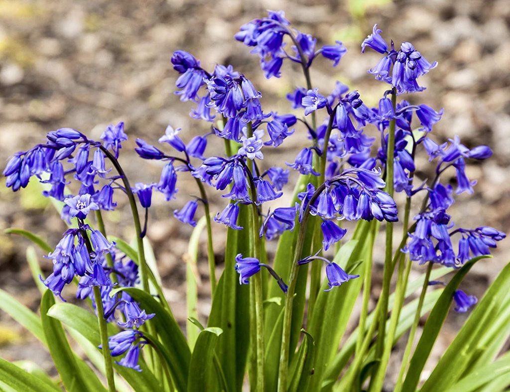 Common bluebell
